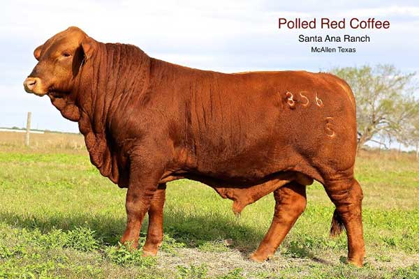 Polled Red Coffee